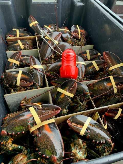 Boost Your Recreational Lobster Catch with Lobster Callers: An Interview with Justin Hindes