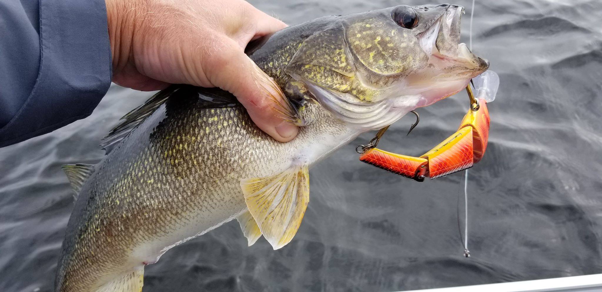 Bringing the Heat with Livingston Lures Headhunter