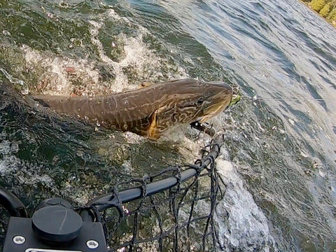 Best Tiger Muskie Lures for Fall Tiger Muskie Fishing