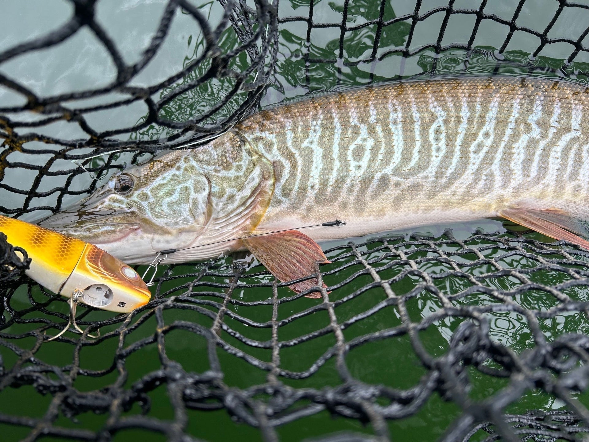 best muskie fishing nets RS Mag Custom Musky Net CRADLE ITConstructed of fish The BEST Tiger Muskie Lures: